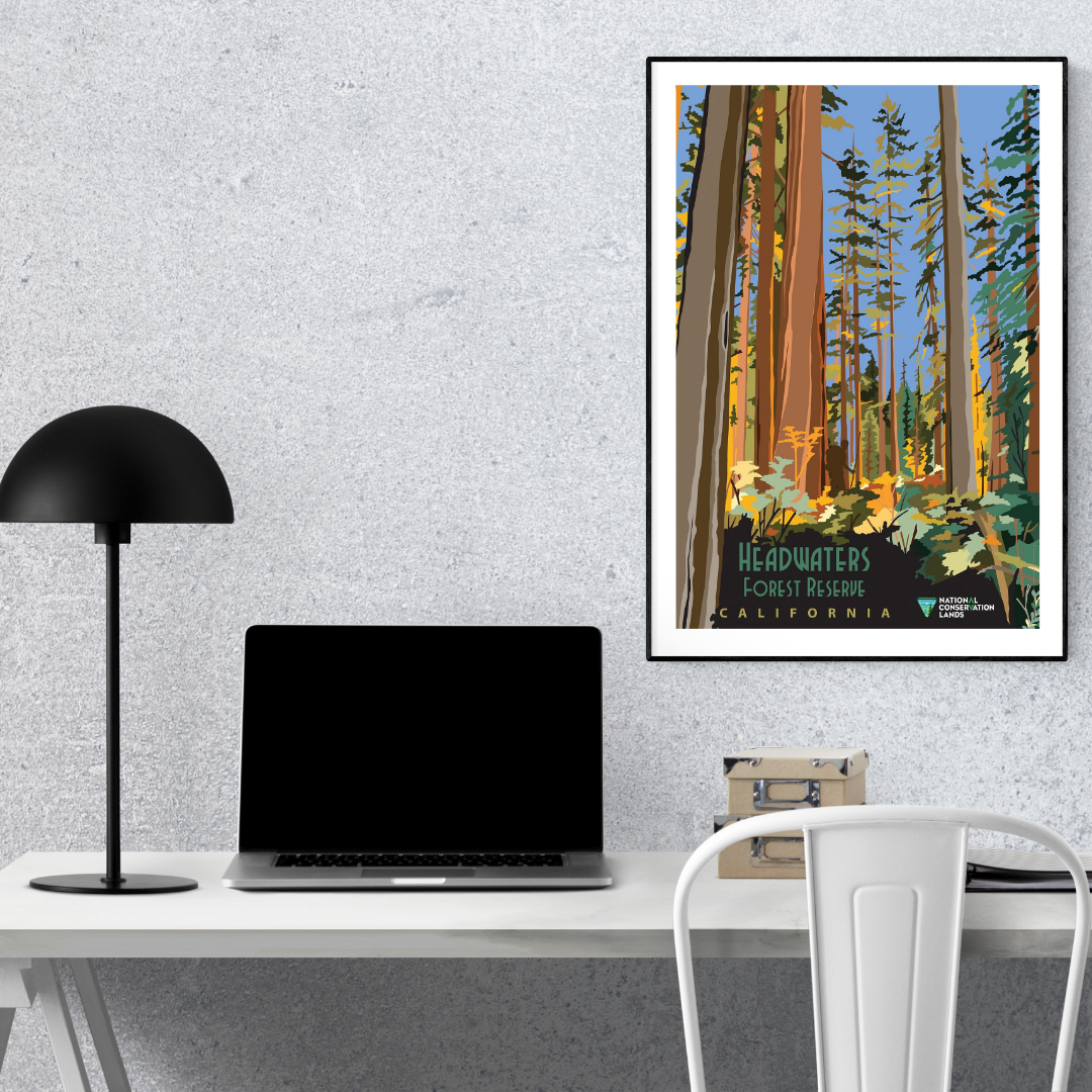 Headwaters Forest Reserve California Vintage Poster Print – Redwood Forest Nature Wall Art