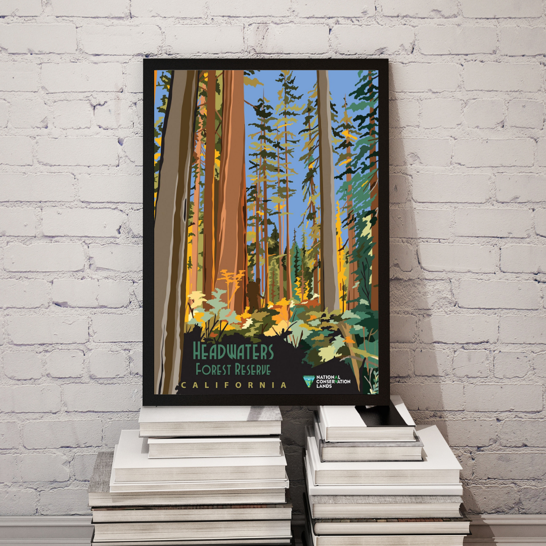 Headwaters Forest Reserve California Vintage Poster Print – Redwood Forest Nature Wall Art