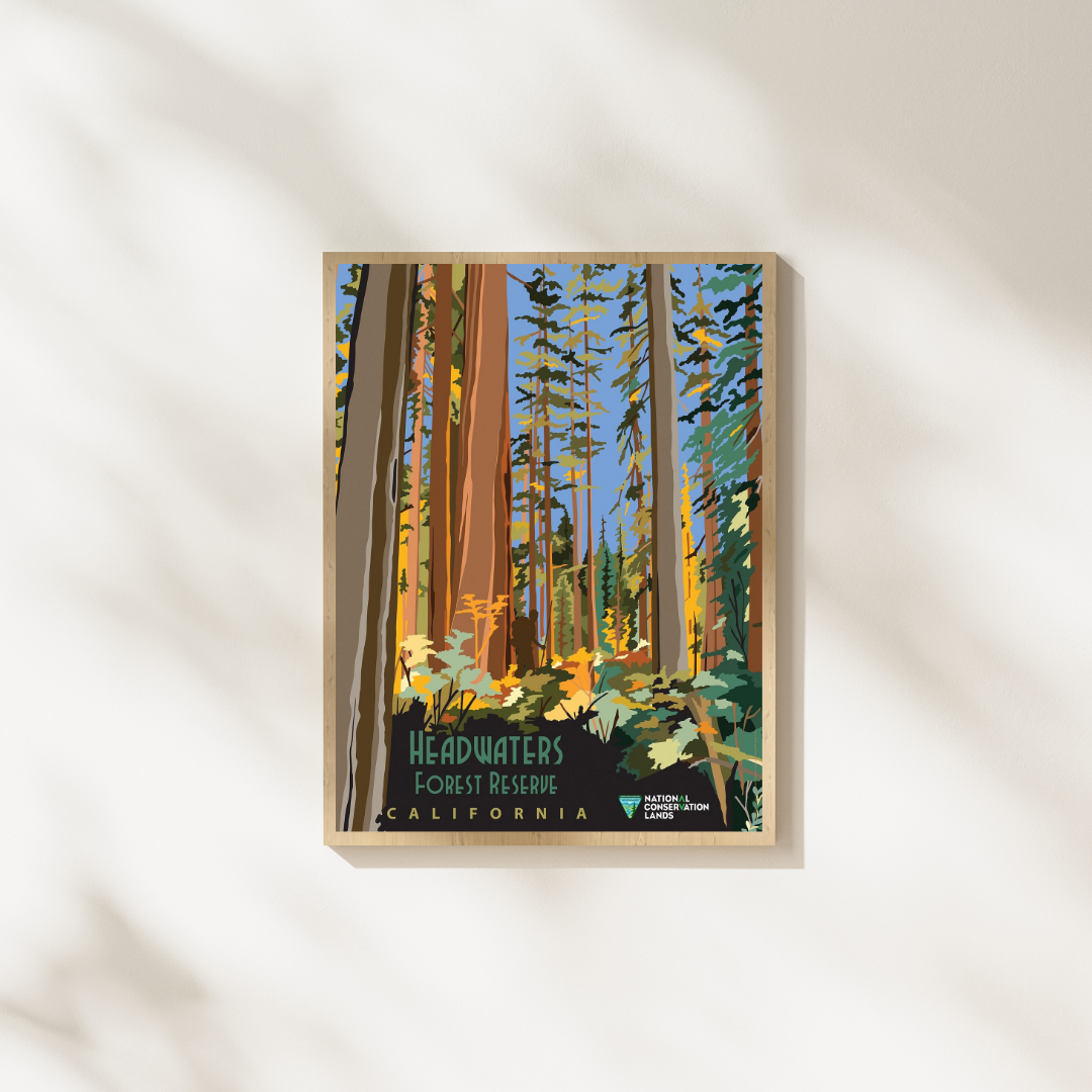 Headwaters Forest Reserve California Vintage Poster Print – Redwood Forest Nature Wall Art